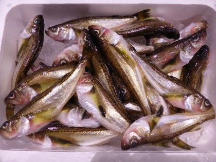 P1010500