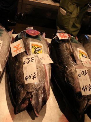 本マグロ画像 本マグロ画像