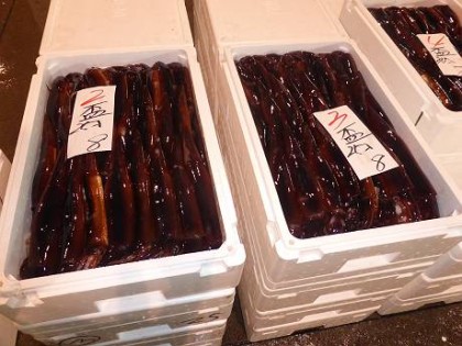 スルメイカ(盃) スルメイカ(盃)
