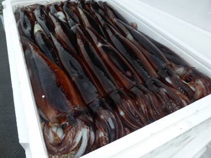 スルメイカ(小樽) スルメイカ(小樽)