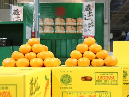 みかんの山