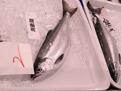 洞爺湖産チップ 洞爺湖産チップ