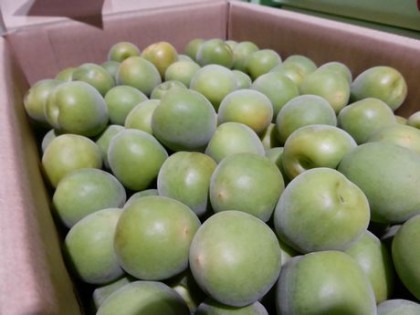 ume003