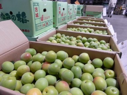 ume004