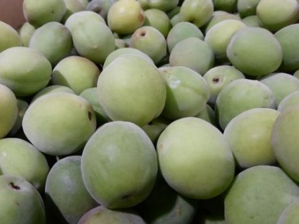 ume01